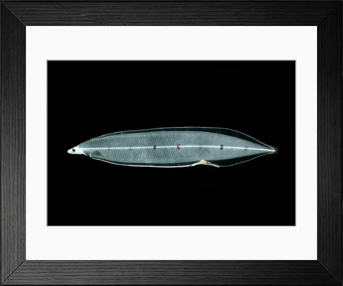 Framed Print : Spaghetti Eel (Moringua edwardsi) Framed Print : Spaghetti Eel (Moringua edwardsi)
