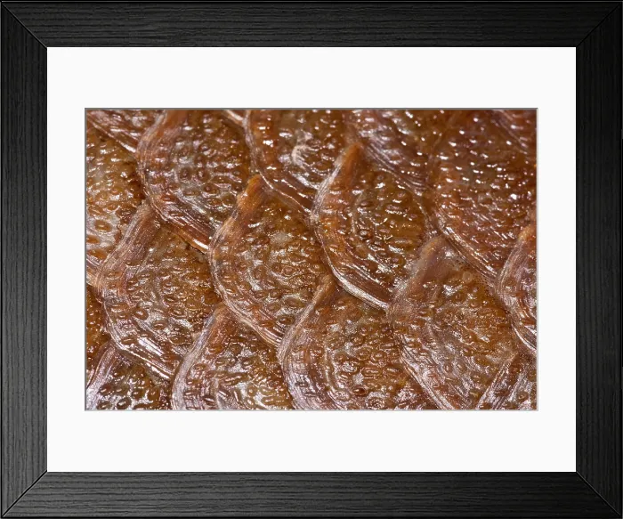 Framed Print : Coelacanth, preserved specimen Framed Print : Coelacanth, preserved specimen