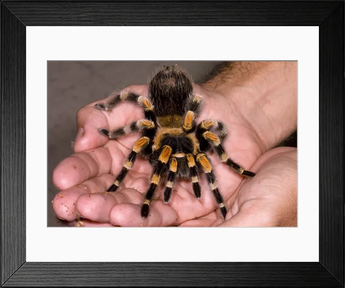 Framed Print : Mexican Red-Legged Tarantula
