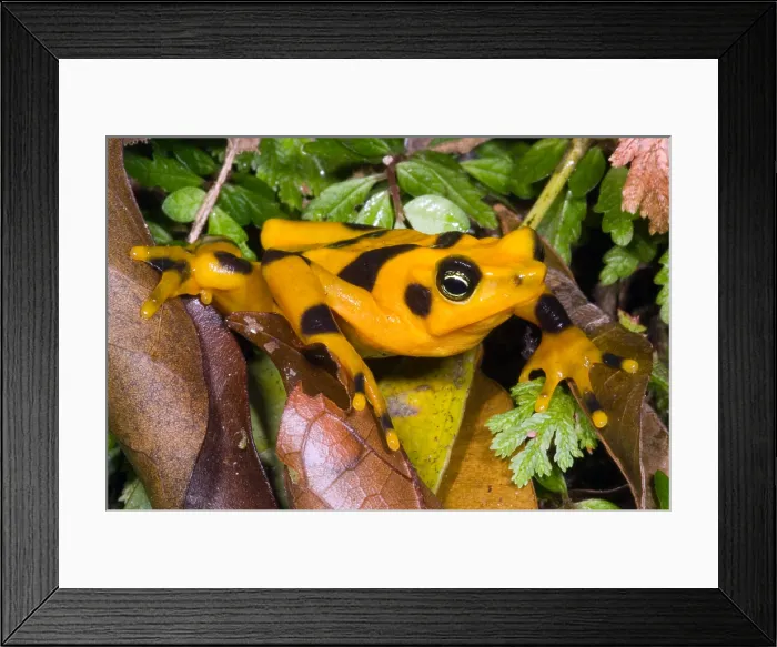 Framed Print : Harlequin Toad Framed Print : Harlequin Toad