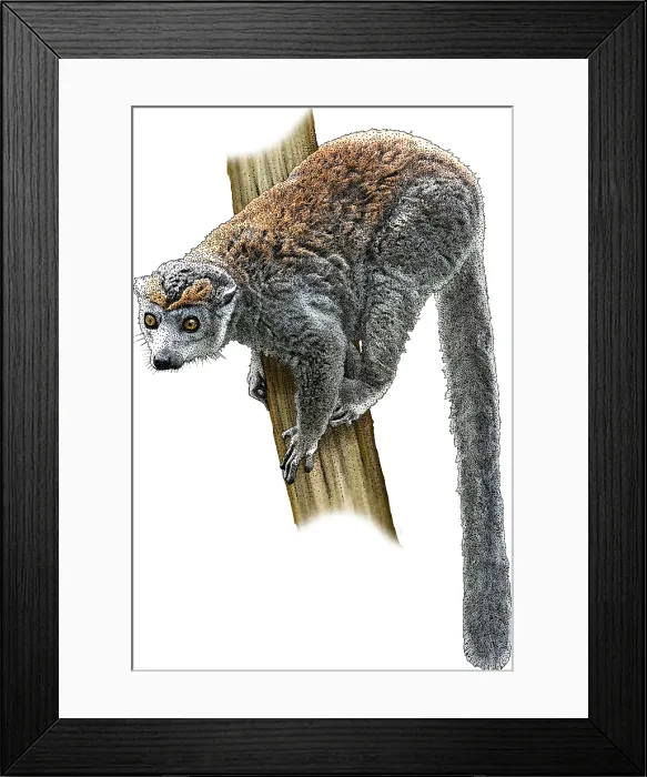 Framed Print : Crowned Lemur, Illustration