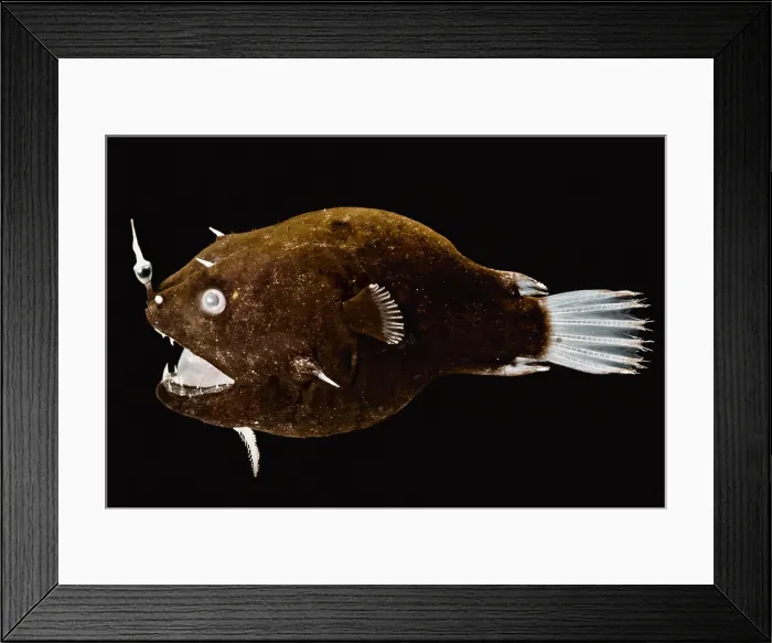 Framed Print : Female anglerfish (Linophryne sp.)