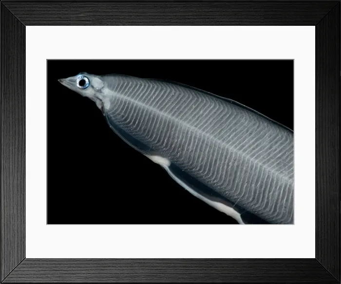 Framed Print : Larval Eel Framed Print : Larval Eel