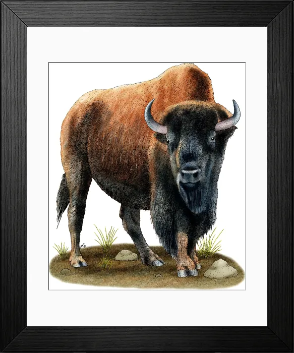 Framed Print : American Bison Framed Print : American Bison