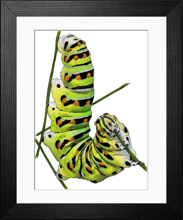 Framed Print : Black Swallowtail Caterpillar, Illustration Framed Print : Black Swallowtail Caterpillar, Illustration