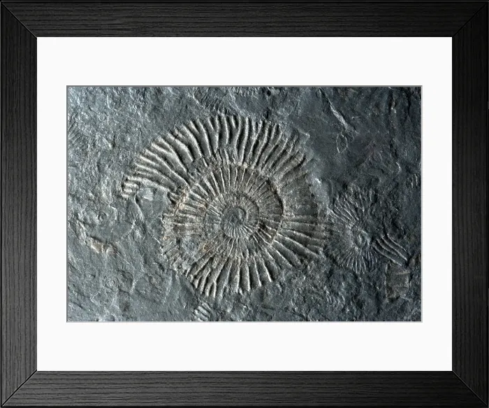 Framed Print : Fossilized Ammonites Framed Print : Fossilized Ammonites