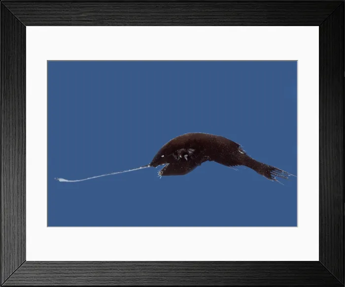 Framed Print : Whipnose Anglerfish (Gigantactis gracilicauda) Framed Print : Whipnose Anglerfish (Gigantactis gracilicauda)