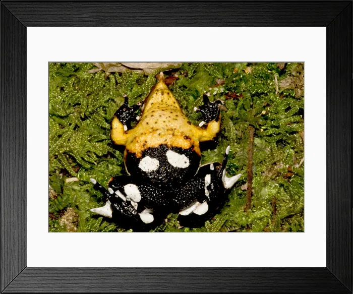 Framed Print : Darwin's Frog Framed Print : Darwin's Frog