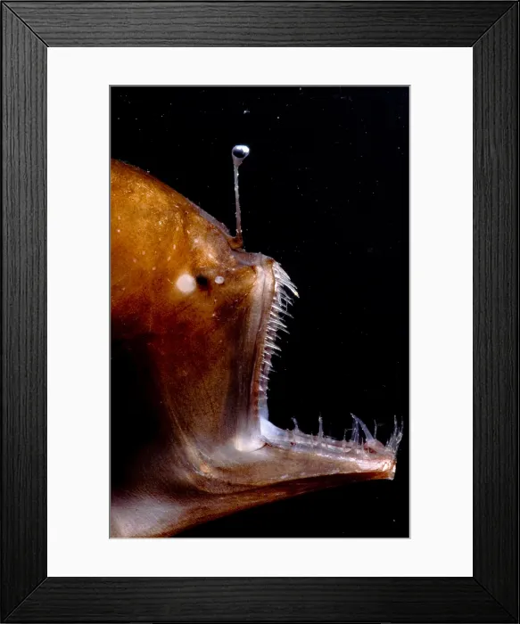 Framed Print : Deep Sea Angler Framed Print : Deep Sea Angler