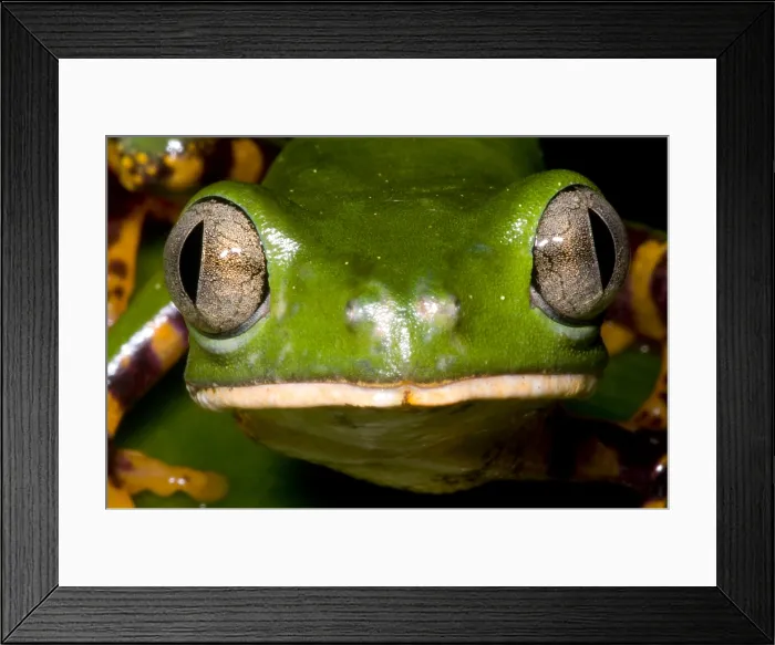 Framed Print : Tiger Striped Monkey Frog Framed Print : Tiger Striped Monkey Frog