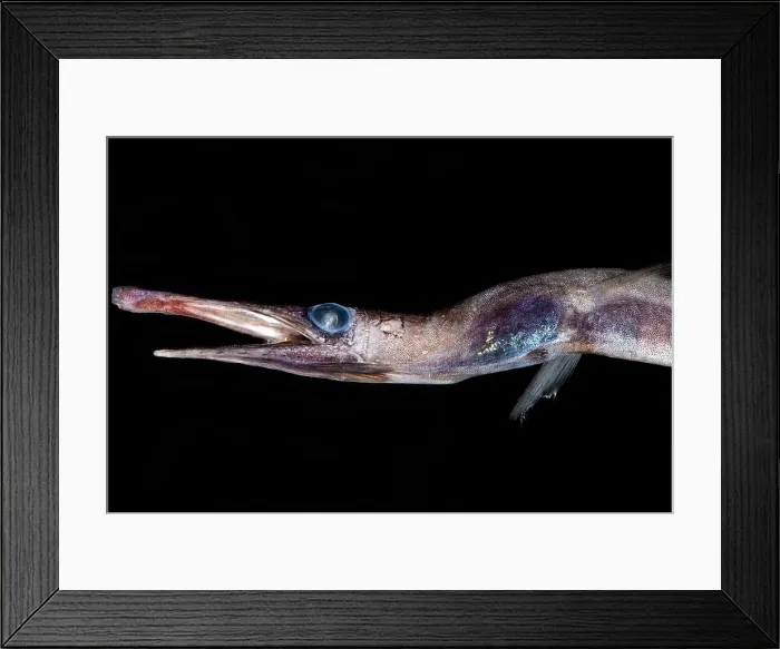 Framed Print : Duckbill Oceanic Eel (Nessorhamphus ingolfianus) Framed Print : Duckbill Oceanic Eel (Nessorhamphus ingolfianus)