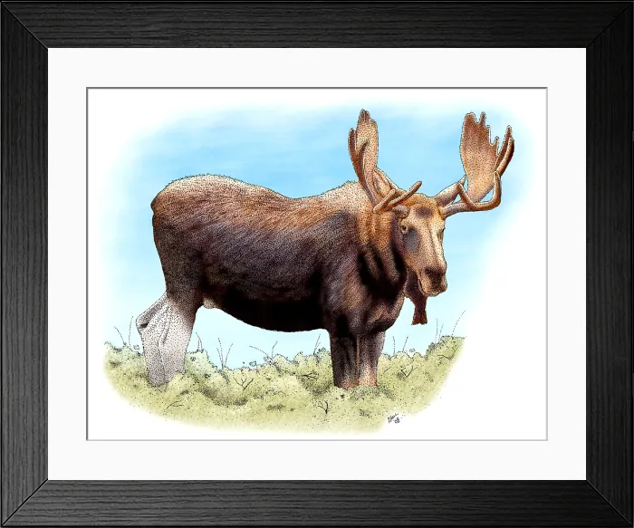 Framed Print : Bull Moose Framed Print : Bull Moose