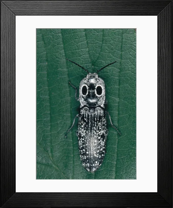 Framed Print : Eyed Click Beetle Framed Print : Eyed Click Beetle
