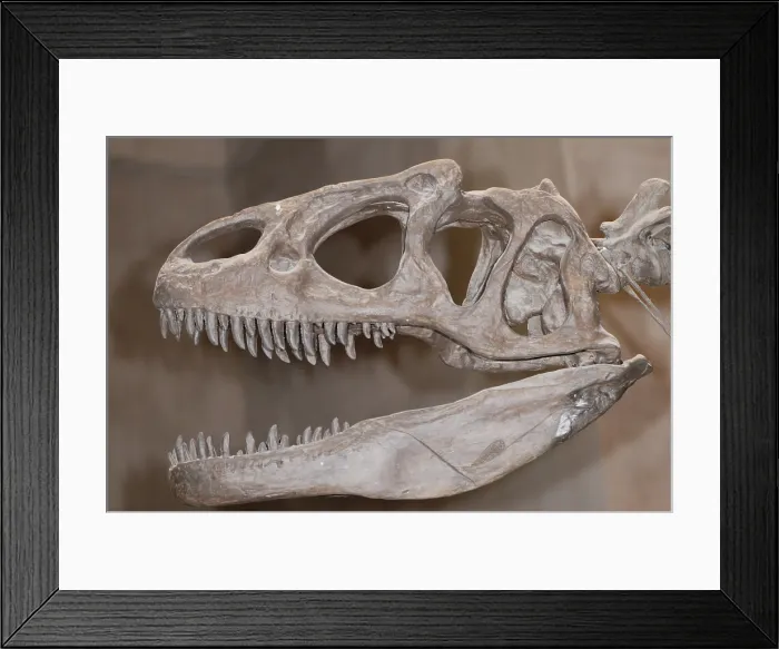 Framed Print : Allosaurus Skull Framed Print : Allosaurus Skull
