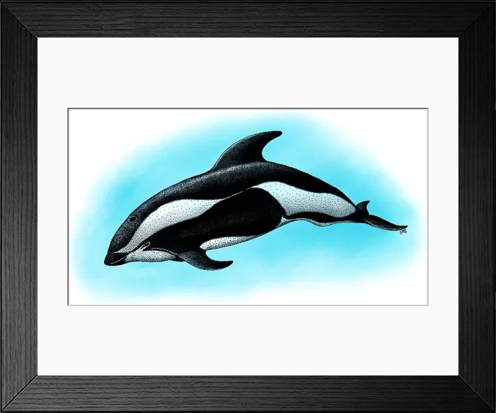 Framed Print : Hourglass Dolphin Framed Print : Hourglass Dolphin