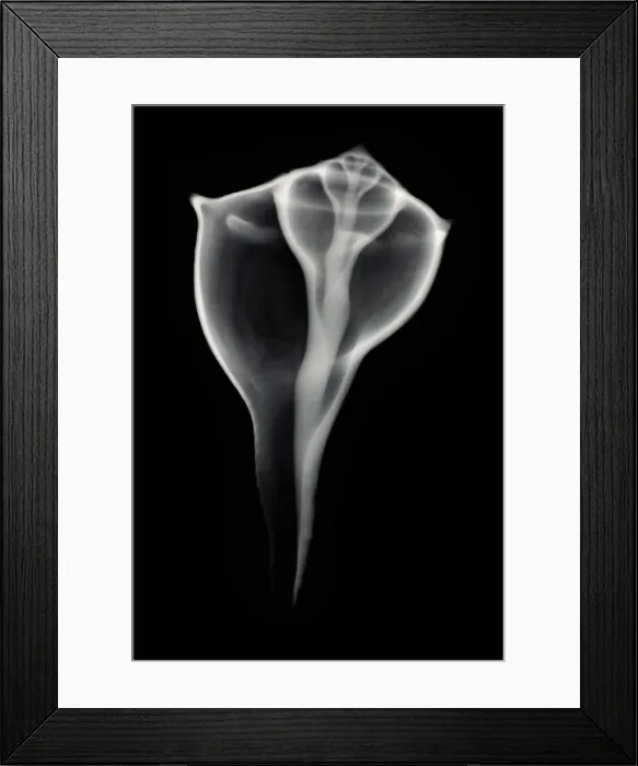 Framed Print : Sea Shell, X-ray Framed Print : Sea Shell, X-ray
