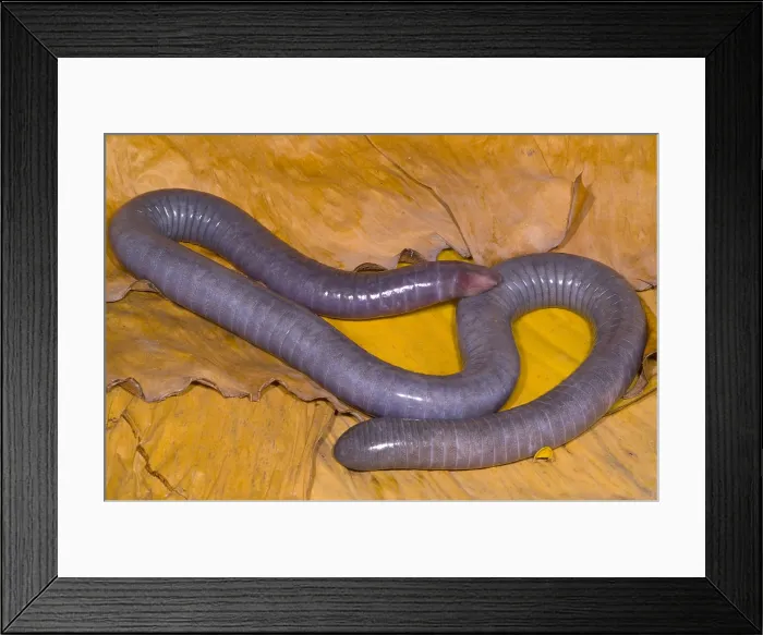 Framed Print : Congo Caecilian Framed Print : Congo Caecilian