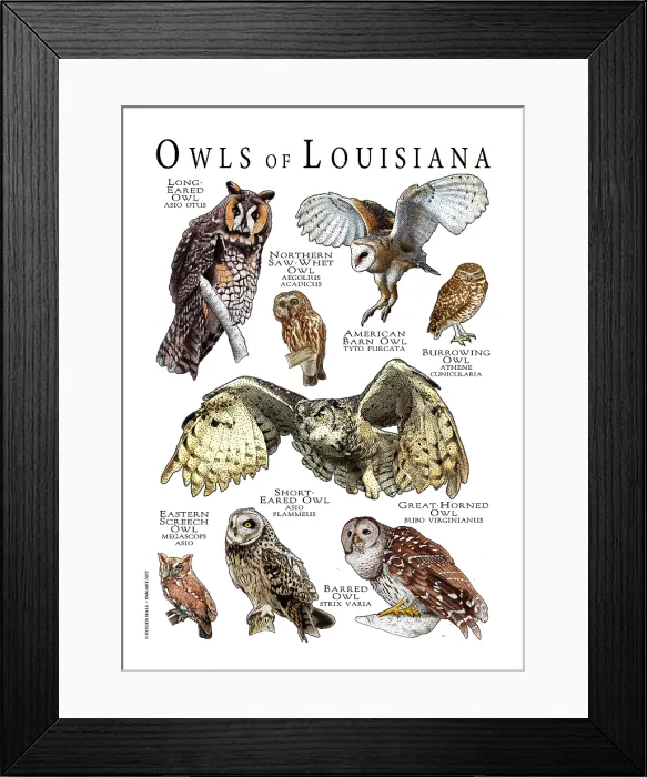 Framed Print : Owls of Louisiana