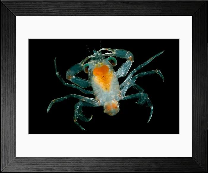 Framed Print : Larval Crab Framed Print : Larval Crab