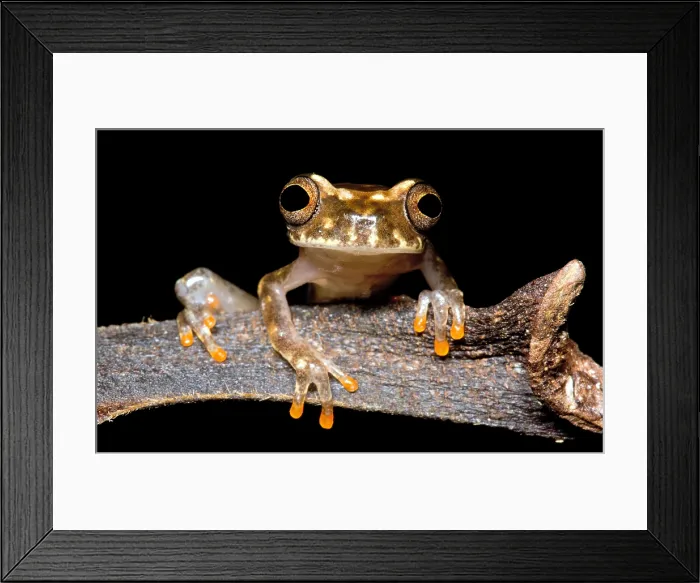 Framed Print : Ross Allen's Treefrog Framed Print : Ross Allen's Treefrog