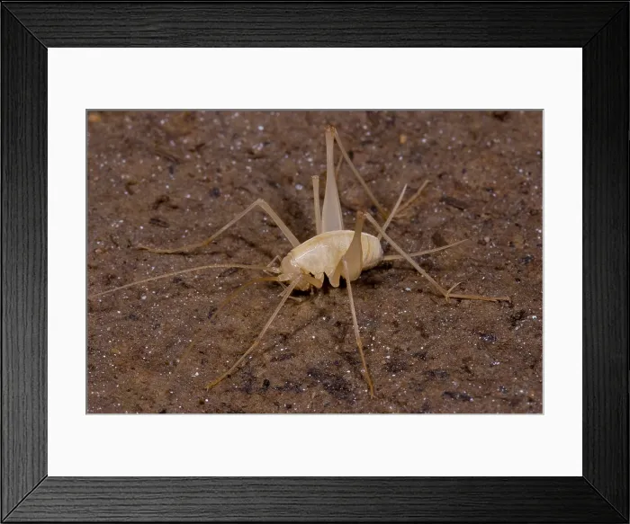 Framed Print : Chinese Cave Cricket Framed Print : Chinese Cave Cricket