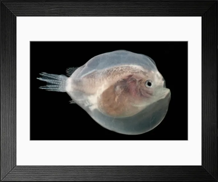 Framed Print : Larval Anglerfish Framed Print : Larval Anglerfish