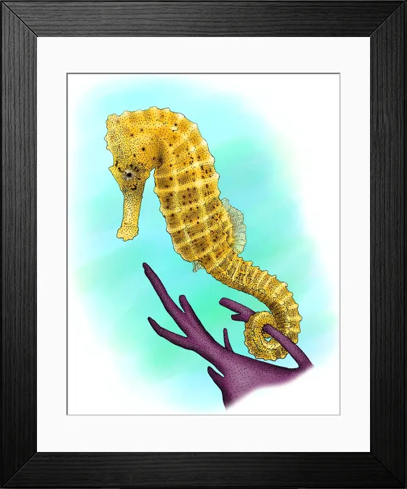 Framed Print : Common Seahorse