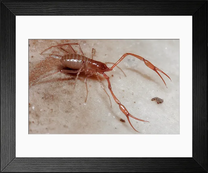 Framed Print : Cave Adapted Pseudoscorpion Framed Print : Cave Adapted Pseudoscorpion