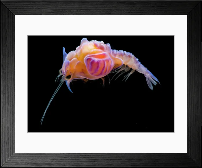 Framed Print : Larval prawn, Cerataspis monstruosus Framed Print : Larval prawn, Cerataspis monstruosus