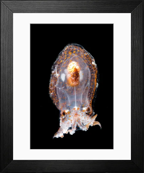 Framed Print : Small mesopelagic octopus (Bolitaena pygmaea) Framed Print : Small mesopelagic octopus (Bolitaena pygmaea)