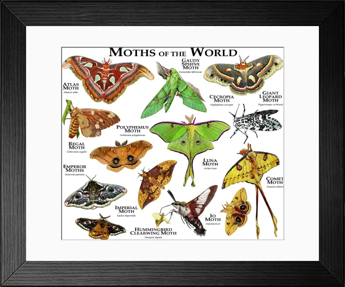 Framed Print : Moths of the World Framed Print : Moths of the World