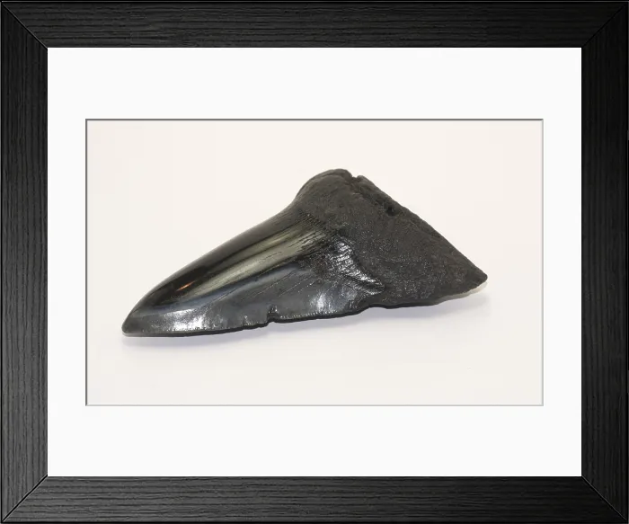 Framed Print : Fossilized Shark Tooth