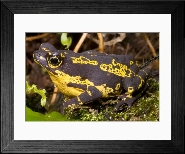 Framed Print : Harlequin Frog Framed Print : Harlequin Frog