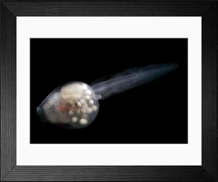Framed Print : Anotheca spinosa tadpole Framed Print : Anotheca spinosa tadpole