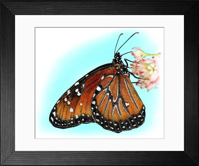 Framed Print : Queen Butterfly Framed Print : Queen Butterfly