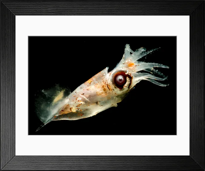 Framed Print : Pterygioteuthis squid Framed Print : Pterygioteuthis squid