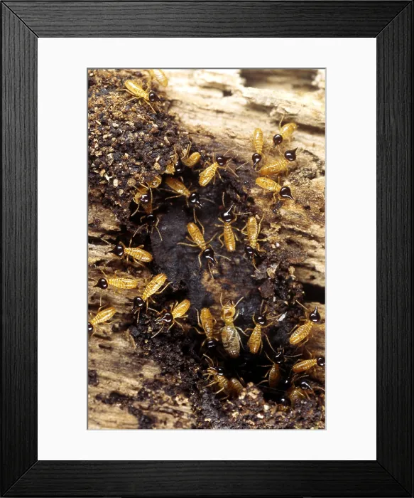 Framed Print : Termites (Nasutitermes sp.) The solider termites have nozzle-shaped heads Framed Print : Termites (Nasutitermes sp.) The solider termites have nozzle-shaped heads