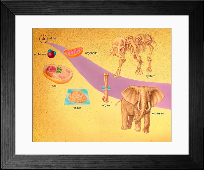 Framed Print : Biological Organization Framed Print : Biological Organization