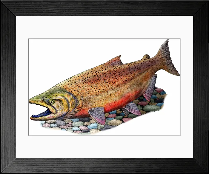 Framed Print : Chinook salmon
