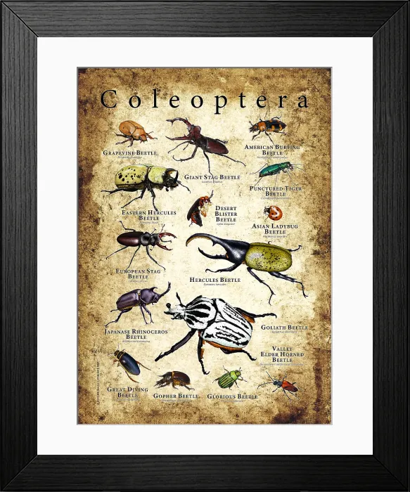 Framed Print : Beetle Species of the World Framed Print : Beetle Species of the World