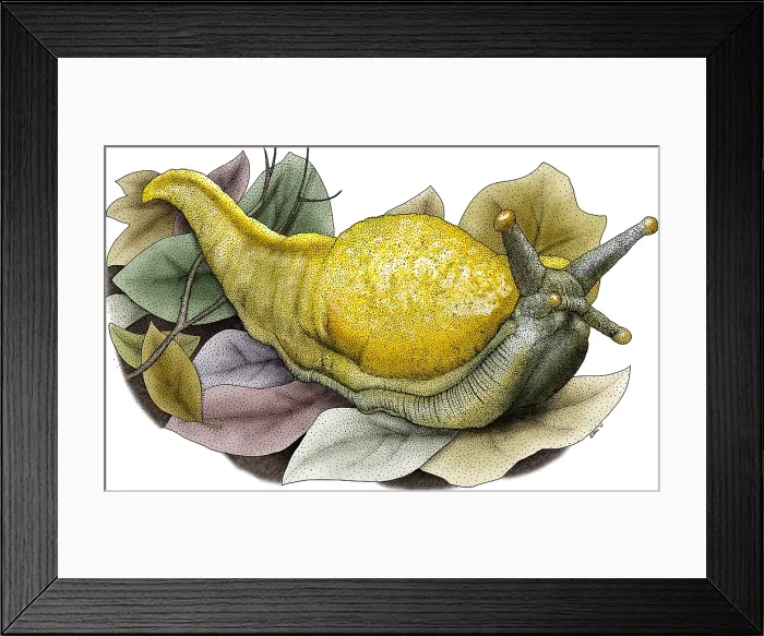Framed Print : Banana Slug Framed Print : Banana Slug