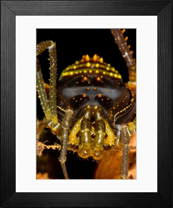 Framed Print : Colorful Harvestman