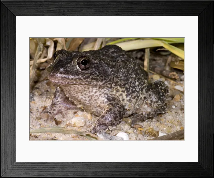Framed Print : Gopher Frog Framed Print : Gopher Frog