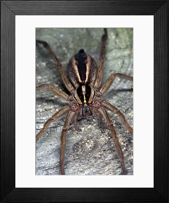 Framed Print : Wolf Spider (Lycosidae) Framed Print : Wolf Spider (Lycosidae)
