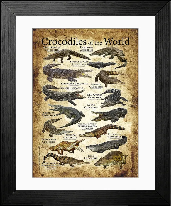 Framed Print : Crocodiles of the World Framed Print : Crocodiles of the World