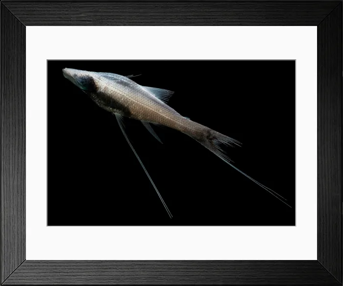 Framed Print : Tripod Fish Framed Print : Tripod Fish