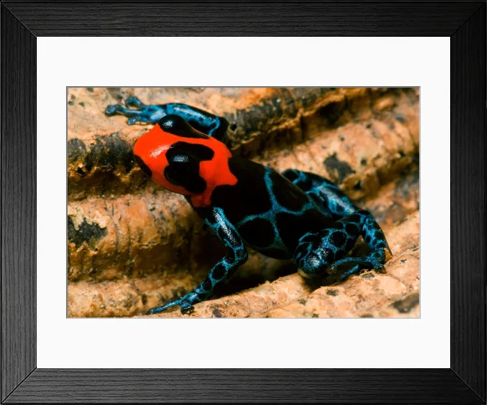 Framed Print : Poison Frog Framed Print : Poison Frog