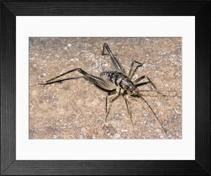 Framed Print : Cave crickets (Ceuthophilus sp.) Framed Print : Cave crickets (Ceuthophilus sp.)