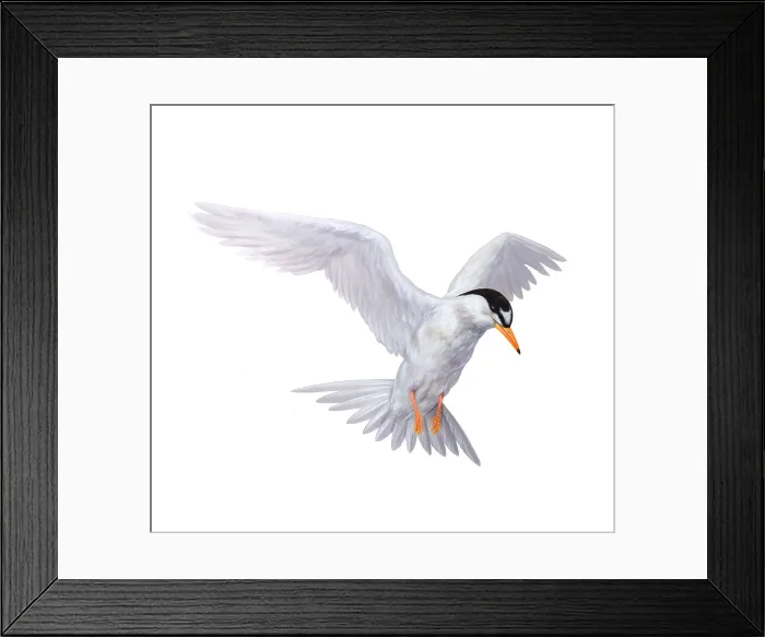 Framed Print : Tern. Illustration of a white tern (genus Sterna) Framed Print : Tern. Illustration of a white tern (genus Sterna)