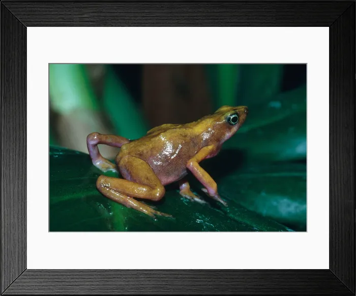 Framed Print : Cayenne Harlequin Toad Framed Print : Cayenne Harlequin Toad